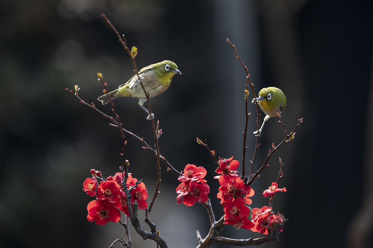 <script>if(lang == 'en_US')document.write('a bird of the winter solstice');if(lang == 'ko_KR')document.write('동박새');if(lang == 'ja_JP')document.write('メジロ');if(lang == 'zh_CN')document.write('暗绿绣眼鸟');if(lang == 'vi_VN')document.write('chim mặt bạci');if(lang == 'ru_RU')document.write('белогла́зка');</script>